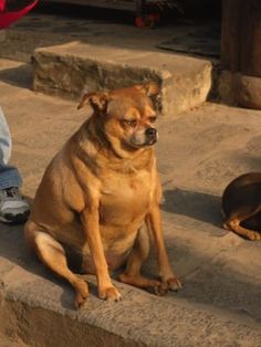 two dogs sitting on concrete steps next to person with red jacket and jeans, one dog is looking at the camera