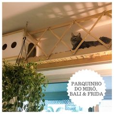 two cats sitting on top of a wooden shelf above a potted plant and window sill