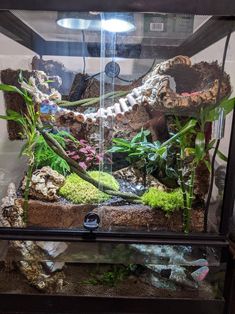 an aquarium with plants and rocks in it