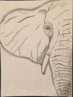 a pencil drawing of an elephant's face