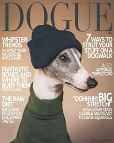 a dog wearing a hat and sweater on the cover of a magazine, doggue