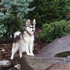 a husky dog standing on top of a rock next to a forest filled with trees