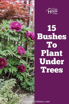 purple flowers are growing in the garden with text overlay that reads, 15 bushes to plant under trees