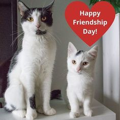 two cats sitting on top of a shelf with a heart shaped sign in the background