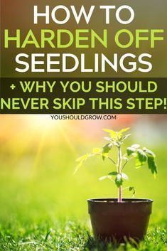 a potted plant with the words how to harden off seedlings and why you should never skip this step