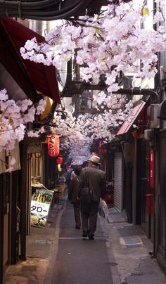 two people walking down an alley with cherry blossoms on the trees