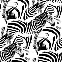 a black and white photo of zebras