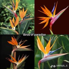 birds of paradise flowers are shown in three different pictures