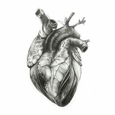 a black and white drawing of a human heart