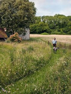 a woman walking her dog on a path through tall grass in front of an old barn