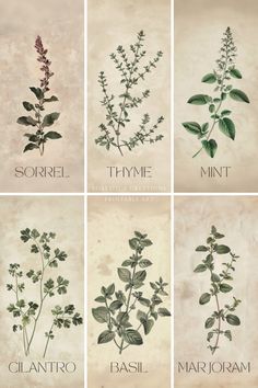 four different types of herbs are shown in this image, each with their own name