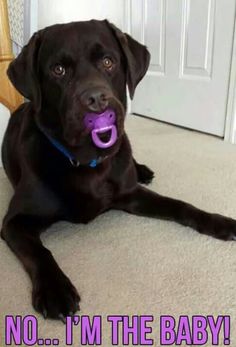 a black dog laying on the floor with a purple toy in its mouth and caption saying no i'm the baby