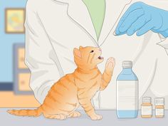 an orange tabby cat sitting on the floor next to bottles of medicine and a gloved hand