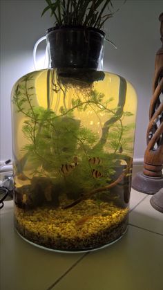 an aquarium filled with plants and rocks on top of a table