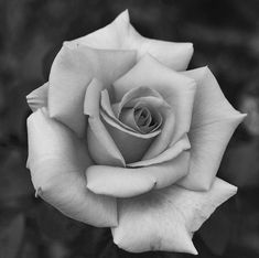 a black and white photo of a rose