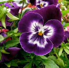 purple and white flowers are growing in the garden