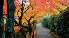 an image of a pathway that is surrounded by trees with orange and red leaves on it