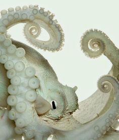 an octopus with its head in the center of it's tentacles and eyes open