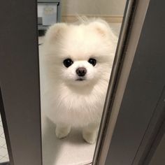 a small white dog standing in front of a mirror