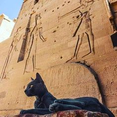 an egyptian cat sitting in front of a building with carvings on it's side