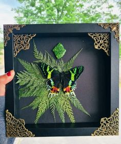 a green and black butterfly in a frame