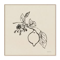 a black and white drawing of a lemon tree branch