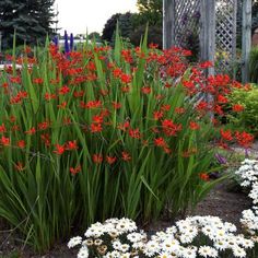 some red and white flowers in a garden