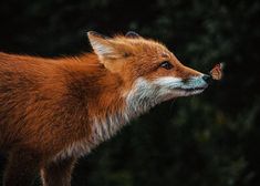 a close up of a fox with a butterfly on its nose