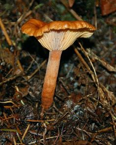 a close up of a mushroom on the ground