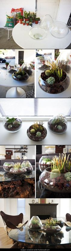 several different pictures of plants in glass bowls on a table with plates and spoons