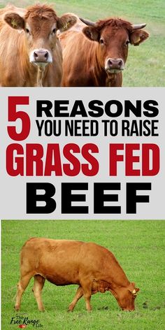 there are five different types of cows in the field with text overlay that reads, 5 reasons you need to raise grass fed beef