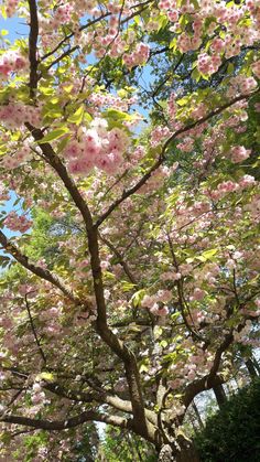 pink flowers are blooming on the trees