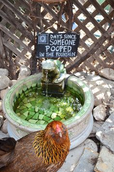 a chicken standing in front of a water fountain filled with cucumbers and rocks