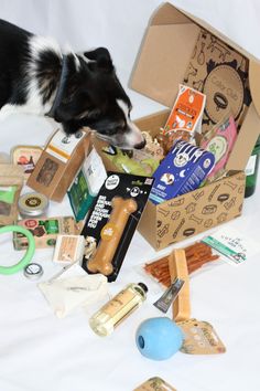 a black and white dog is sniffing the contents of a box