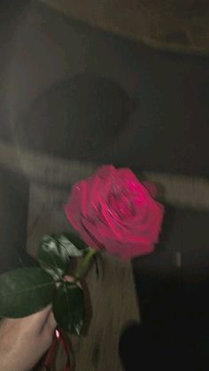 a person holding a pink rose in their left hand and the other hand is touching it