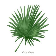 a green palm leaf is shown on a white background with the words fan palm written below it