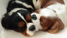 two puppies are sleeping together on the floor