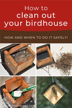 how to clean our your birdhouse: how and when to do it safely! When To Clean, Birds Feeder, Backyard Birds Sanctuary, Wren House, Bird Mom, Bird Houses Ideas, Bird Facts, Wood Birdhouses