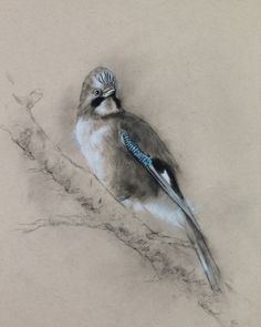 a pencil drawing of a bird sitting on a tree branch with a blue and white tail