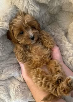 a small brown dog laying on top of a fluffy white blanket next to someone's hand