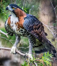 a large bird perched on top of a tree branch