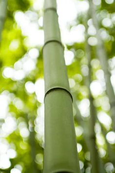 tall bamboo trees with green leaves in the background