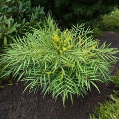 a green plant with yellow flowers in the middle of some dirt and bushes behind it