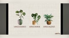 four potted plants in different sizes and colors on a white background with the words aria written below them