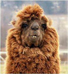 an alpaca with the most am