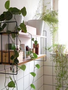 some plants are growing on a shelf near a window in a room with tiled walls