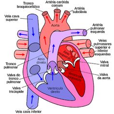 the heart is labeled in spanish and english