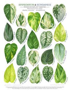 an illustration of different types of leaves