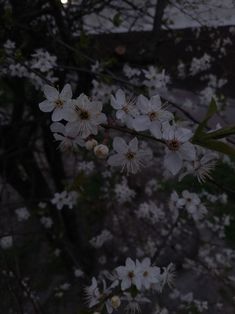 some white flowers on a tree branch in the dark night time with light coming from behind it