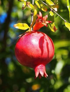 a pomegranate hanging from a tree branch